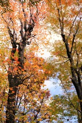 autumn trees in the park