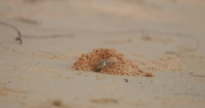 Sand crabs on the sand beach in Phu Quoc Island, Vietnam