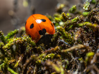 ladybug on a blade of grass