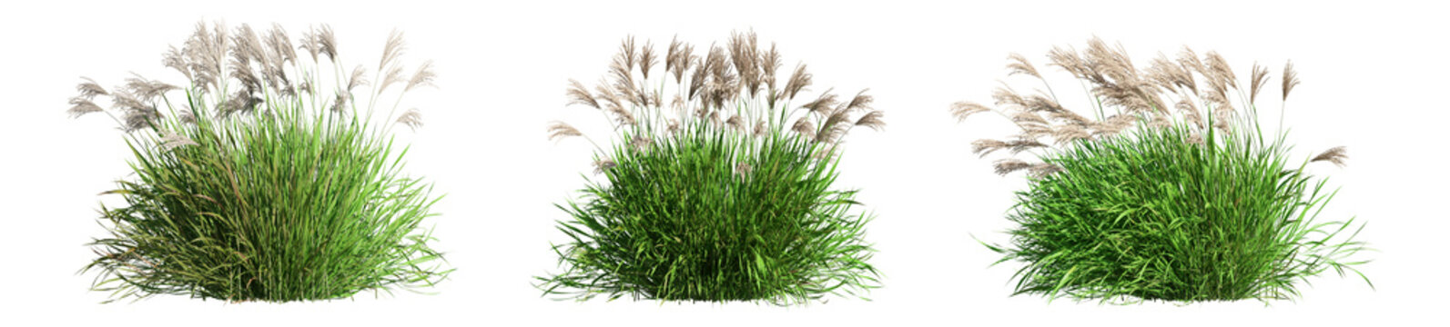 set of grass and bush with alpha mask, 3d rendering, for digital composition and architecture visualization