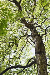 Old birch with green leaves