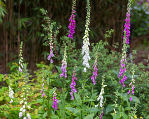 A forest of beautiful and delicate foxglove flowers (digitalis) against a bamboo background