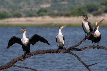Phalacrocorax lucidus - White-breasted Cormorant - Cormoran à poitrine blanche