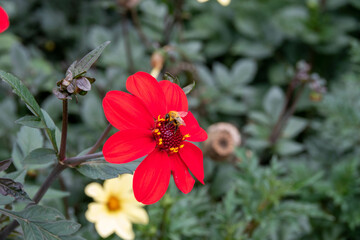 bumble bee collecting pollen from bright red dahlia flowerhead	