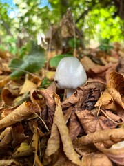 mushrooms in the forest