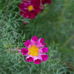 Obraz premium beautiful cosmos flower with bright pink petals and vibrant yellow centre
