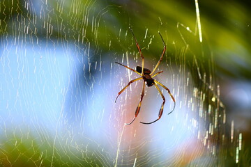 Spider nature macro web color blur garden