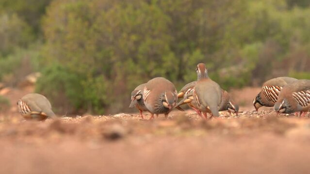 Flock of birds in habitat. Red-legged partridge, Alectoris rufa, gamebird in pheasant family Phasianidae, on the gravel road, Spain in Europe. Partridge in the nature habitat. Birdwatching in Spain. 