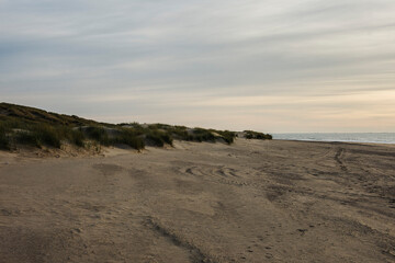 dunes of the island Goeree Overflakkee at the sandy Northsea beach covered with beach grass at sunset in autumn