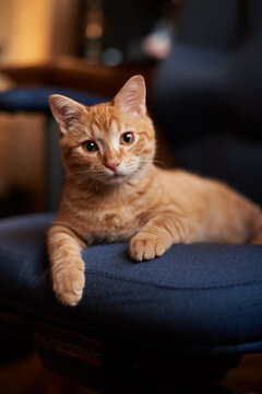 Red small cat is lying on the blue chair and look to camer.  Adorable and lovely eyes.  Red hair small domestic tabby kitten.
