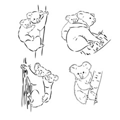 Koala bear animal on tree sketch engraving vector illustration. Scratch board style imitation. Black and white hand drawn image.