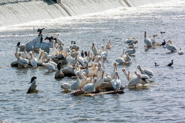 American White Pelicans And Cormorants On The Rocks At The Dam On Fox River At De Pere, Wisconsin