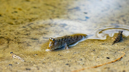 Camouflaged mudskippers basking in the sun near a water in Daintree National Park in Queensland, Australia. Daintree rainforest symbol	