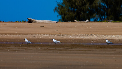 Beautiful australian gull-billed tern chilling on the balgal beach near Townsville, Queensland, ustralia