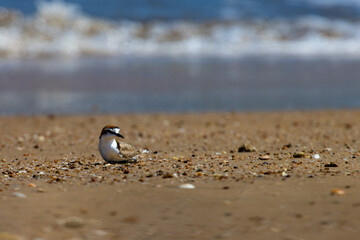 Small colorful marine bird red-capped plover resting sitting on the beach during the low tide in Balgal Beach near Townsville Queensland, Australia