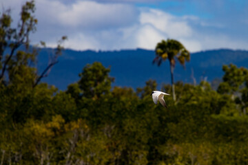 Beautiful australian gull-billed tern in fliight against a rainforest background spotted on Balgal Beach near Townsville, Queensland, Australia