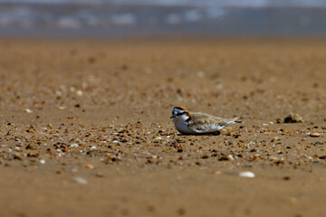 Small colorful marine bird red-capped plover resting sitting on the beach during the low tide in Balgal Beach near Townsville Queensland, Australia