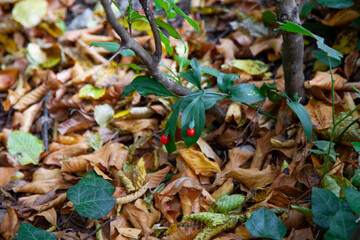 sweet broom,butcher's-broom, leaves and berries