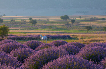Fototapeta na wymiar Lavender flowers blooming fields at sunset. Valensole, Provence, France, Europe.