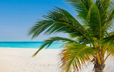 Fototapeta na wymiar Idyllic Beach with Palm Treesat the Maldives, Indian Ocean