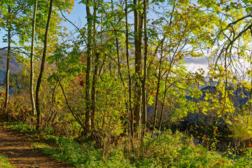 Fototapeta na wymiar Autumn forest with beautiful autumn leaves and hiking trail at Swiss village of Evilard on a sunny autumn day. Photo taken November 10th, 2022, Evilard, Switzerland.