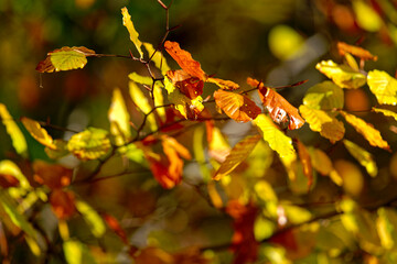 Close-up of autumn forest with beautiful autumn leaves and hiking trail at Swiss village of Evilard on a sunny autumn day. Photo taken November 10th, Evilard, Switzerland.