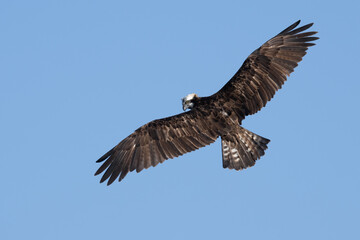 Fototapeta premium 河川を飛び回り豪快に魚を捕食する猛禽類のミサゴ