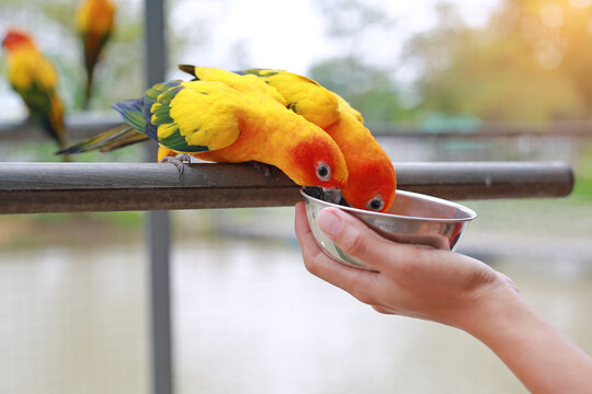 Close-up hand holding Aluminium bowl feeding macaw bird animal in zoo.