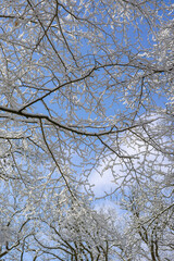 Schnee auf Ästen milder Winter, Tag blauer Himmel
