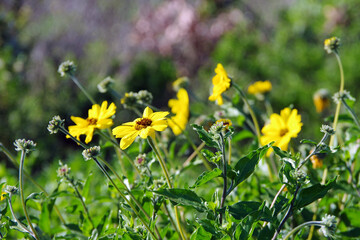 Wild California sunflowers