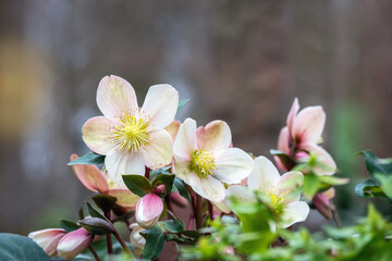 Mehrere Christrosen blühen Januar, im Park