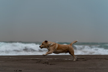 ordinary brown dog runs on a lonely beach in winter