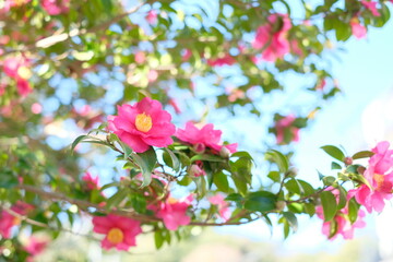 pink sasanqua flower in full blooming	