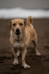 close up. ordinary brown dog in a lonely beach in winter. vertical composition