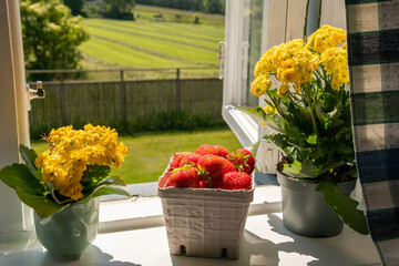 A pot, carton box with many strawberries on a windowsill on a sunny summer day in the village house