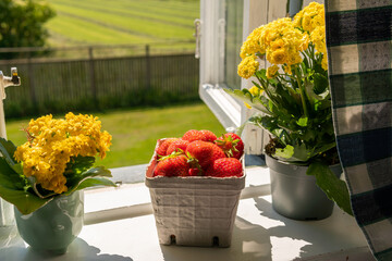 A pot, carton box with many strawberries on a windowsill on a sunny summer day in the village house