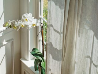 White Orchid in the house.
The phalaenopsis gives a fresh look in the house. The flowers, the cute planters and vases are perfect decorations too. 