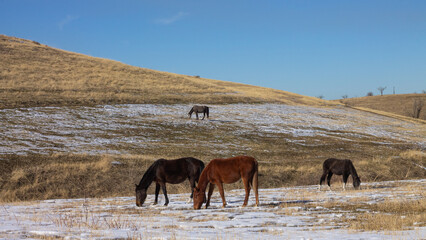 horses graze on slightly snowy hills with dry yellow grass