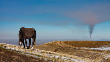Fototapeta na wymiar a horse eats dry grass on a slightly snowy hill, there is thick smoke in the sky