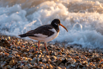 oystercatcher with unusual curved bill on the beach with blurred waves in the background in the late evening sun
