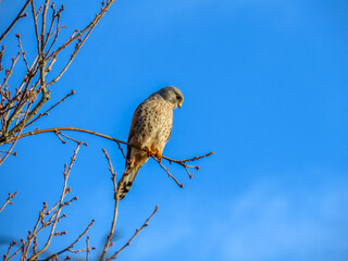 kestrel a bird of prey species belonging to the kestrel group of the falcon family perched on a branch with blue sky in the background