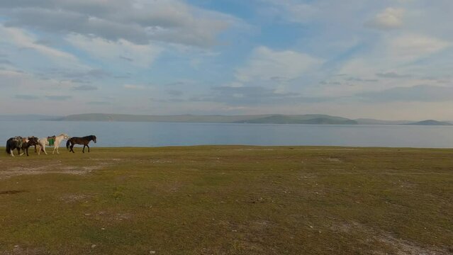 Herd of the horses riding on the shore of the lake Kh&ouml;vsg&ouml;l, blue sky with the clouds in the horizon. Wild animals walking, water and mountains in the background.