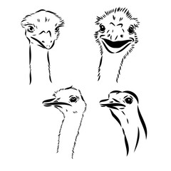 ostrich hand drawn vector animal illustration ostrich vector