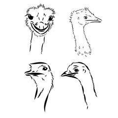 ostrich hand drawn vector animal illustration ostrich vector