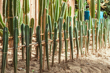 Many cactus plants to decorate the garden.Cultivation of beautiful cactus species as hobby and selling. Industrial cactus farm in farmhouse with different types of cacti and succulents grown for sale.