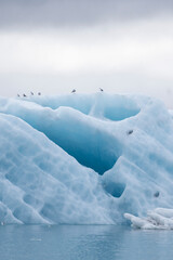 Fototapeta na wymiar birds sitting on the iceberg 