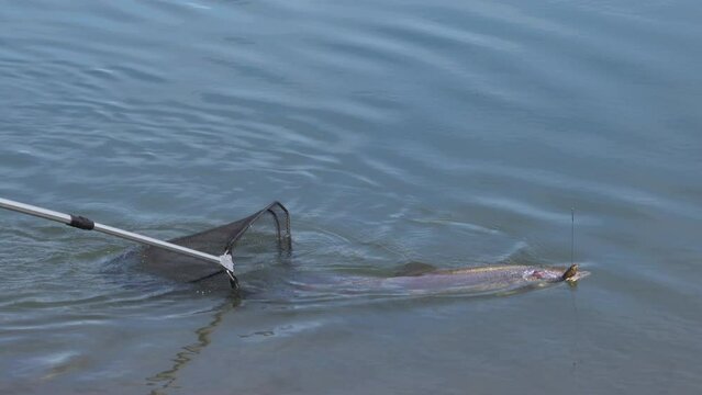 Fisherman fight with hucho taimen bin Mongolian river. Catch and release on a sunny day, freshwater fish.
