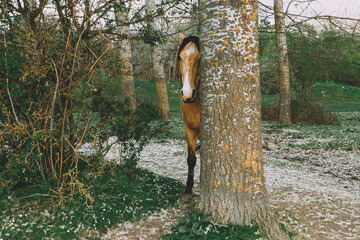 A young redhead horse looks out of the tree in the morning spring forest.