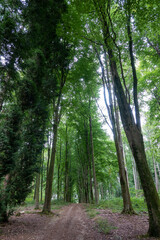 footpath through woodland in the countryside
