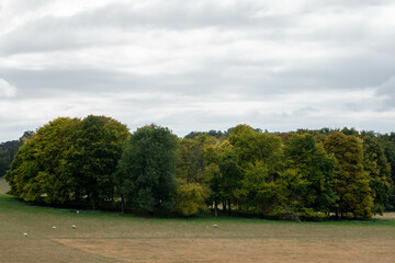 sheep grazing by circle of trees just starting to get Autumn colour in the English countryside